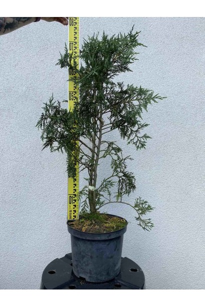 Кипарисовик нутканський Глаука - 5л/вис.50-70см/Ø20-30см